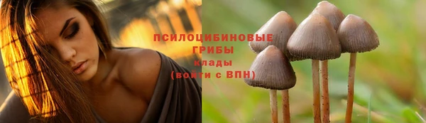 прущие грибы Аркадак