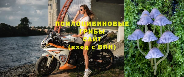 прущие грибы Аркадак